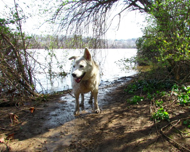 Ivory at the flooded Altar