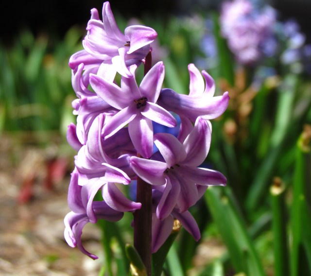 Hyacinths