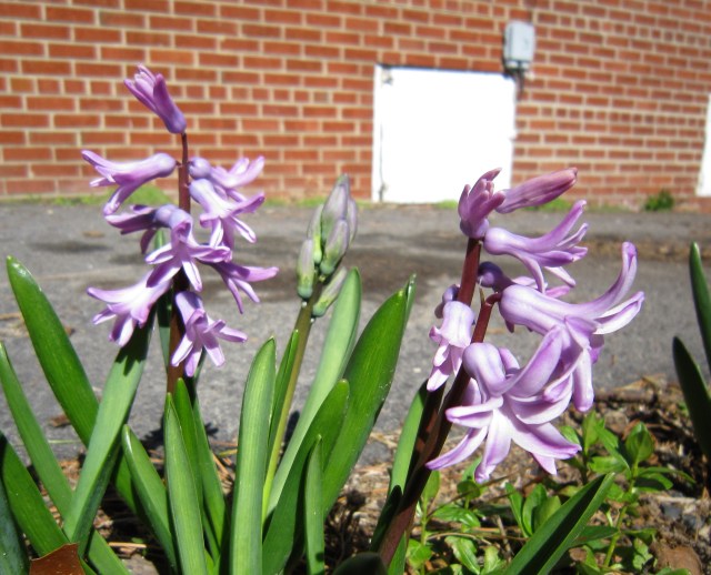 First hyacinths, March 7, 2011