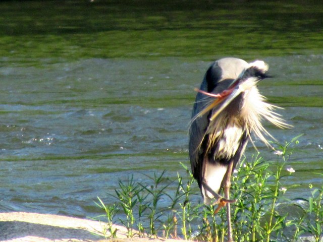 heron tongue