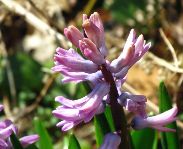 hyacinthadj