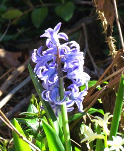 hyacinth1adj