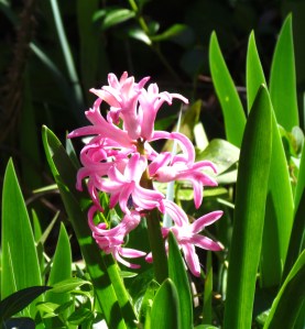 hyacinth2adj