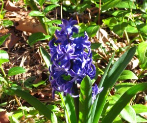 hyacinth3adj
