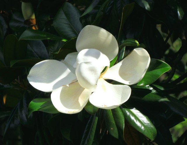 magnoliaadj1
