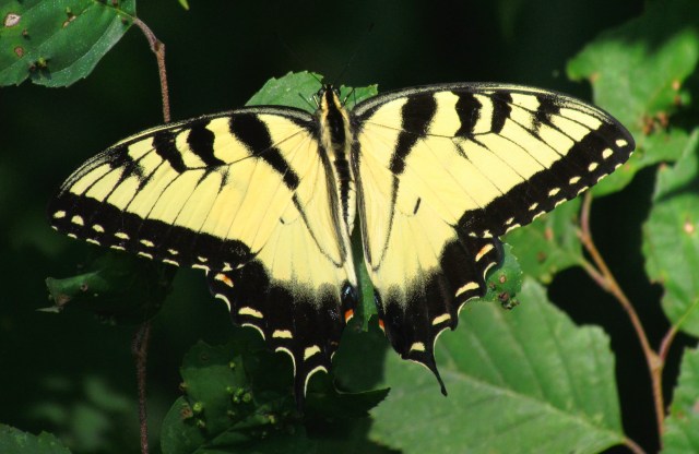 maletigerswallowtailadj