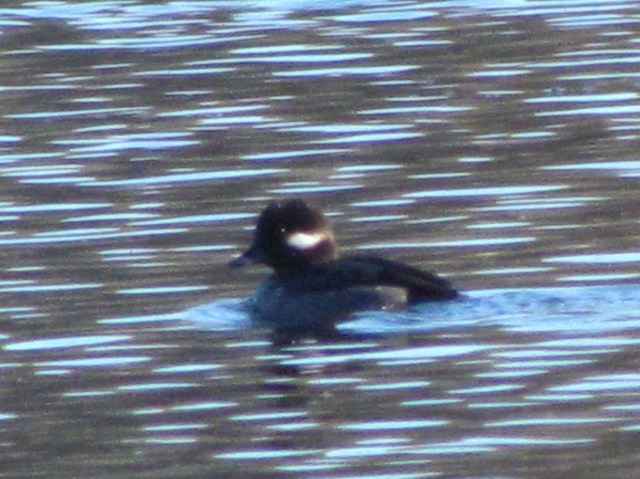 Male Bufflehead