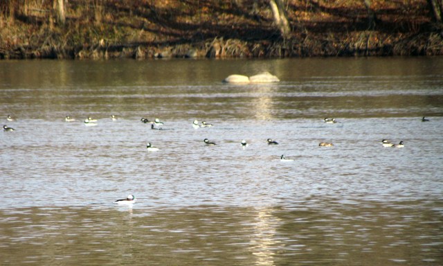 Big flock of buffleheads