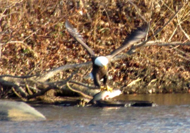 Eagle and fish from a different angle