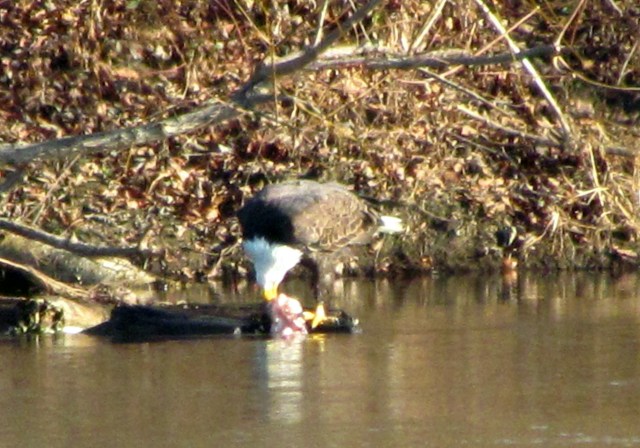 Fine dining at the water's edge