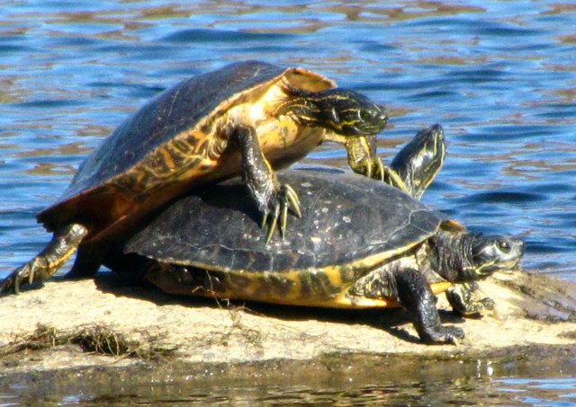 Twixt plated decks... 