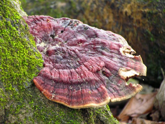 Colorful fungus