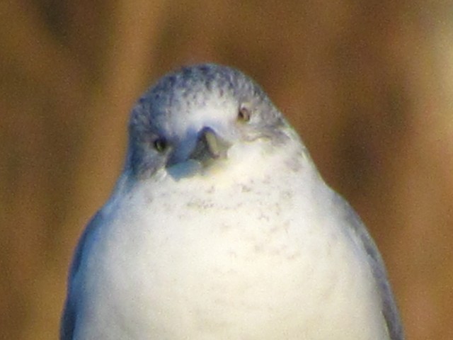 A quizzical seagull expression. Like the squirrel, difficult to interpret. 