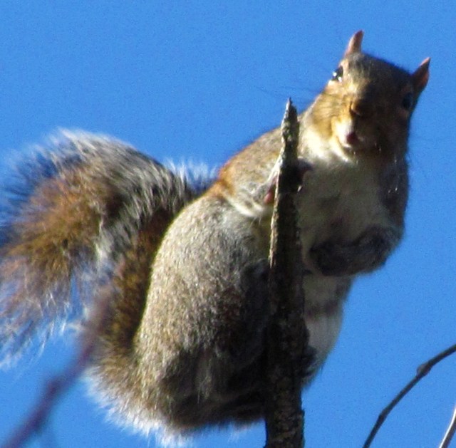 Interpret this squirrel's expression. 