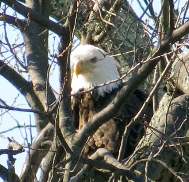 Bryan Park, Richmond, VA, March 23, 2015