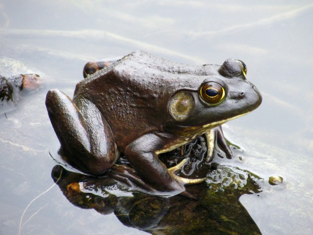 Best picture I've ever taken. Bullfrog, Bryan Park, Richmond, VA, April, 2013