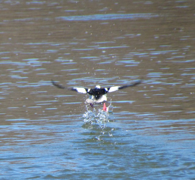 Bufflehead taking off