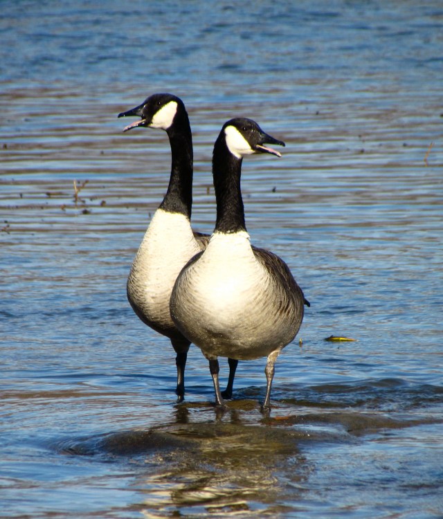 Honking Canada geese