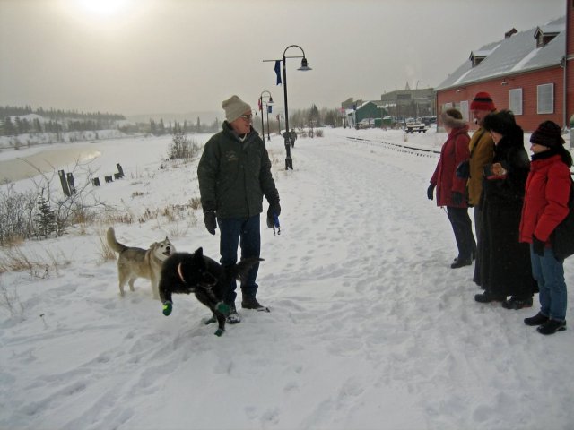 Happy people and dogs on the banks of the Yukon River - Whitehorse, Yukon Territory, Canada
