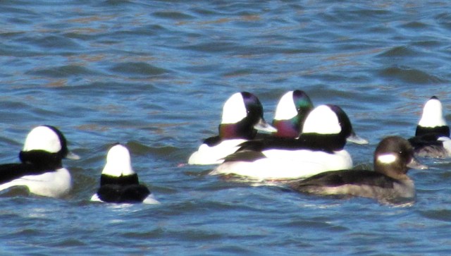 More buffleheads at Pony Pasture