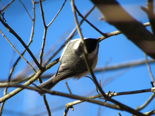 Chickadee from below