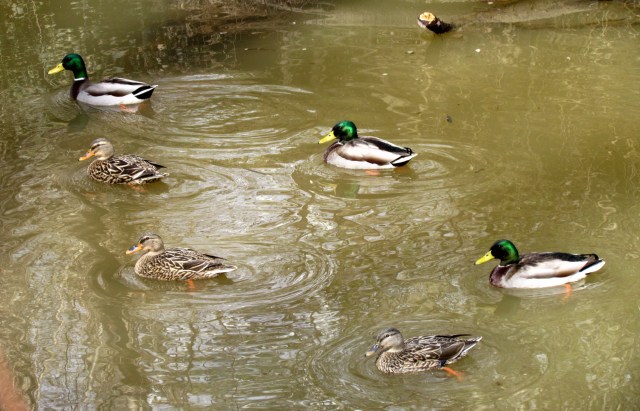Six pack of mallards (soon to become a couple of cases) 