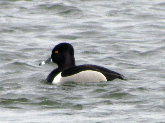 Ring-necked duck