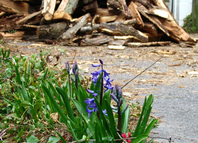 The sight in my driveway at the end of winter/beginning of spring