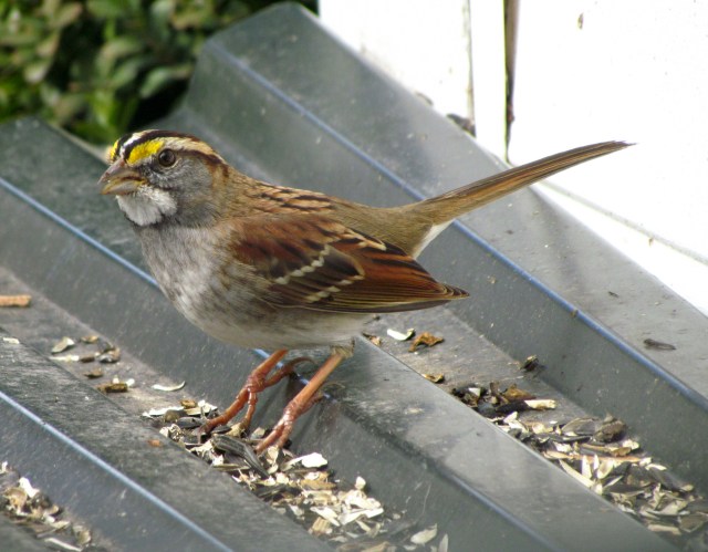 White-throated sparrow
