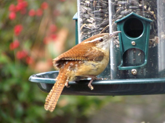 Carolina wren