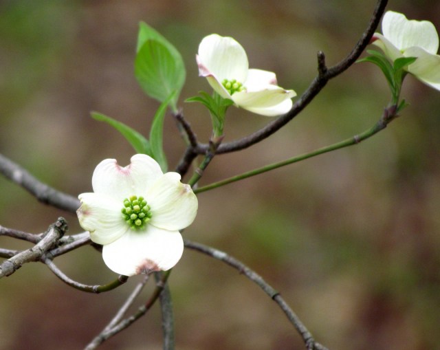 A graceful dogwood at Bryan Park. "Graceful" may be one word too many before "dogwood" - they're all graceful. 