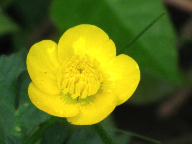 A bright buttercup. I believe that's the only kind of buttercup. 