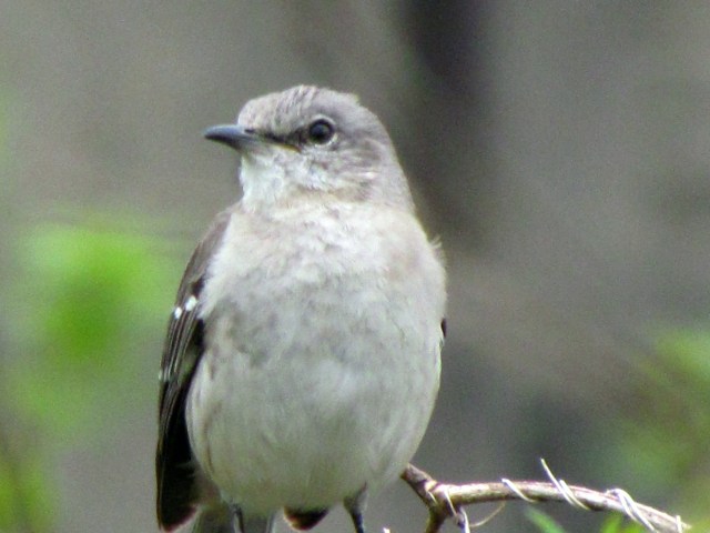 Somewhat inscrutable. I don't think he's irate. Just gazing. 