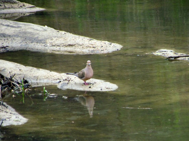Mourning dove observing. 
