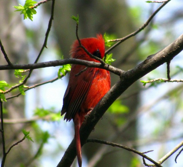 THAT is one handsome bird.