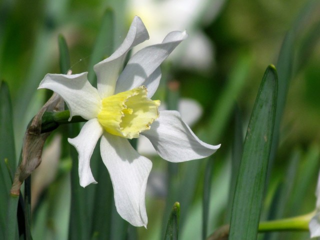 Getting my fill of daffodils while I can