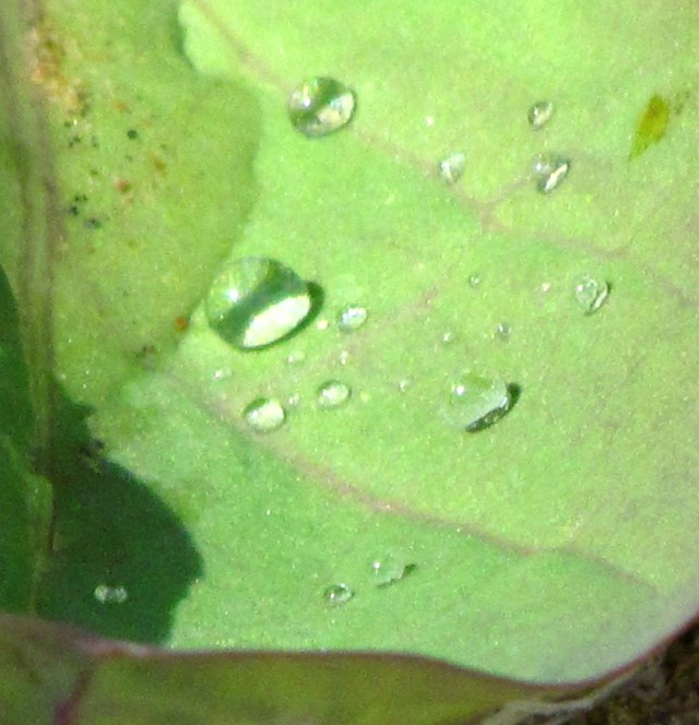 This particular diamond is not forever. So it's TRULY priceless! 