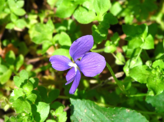 There was only one kind of flower at the river today - the beautiful kind