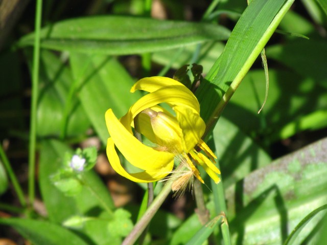 Same kind as identified in the previous picture