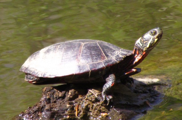 First turtle (for me) of 2013