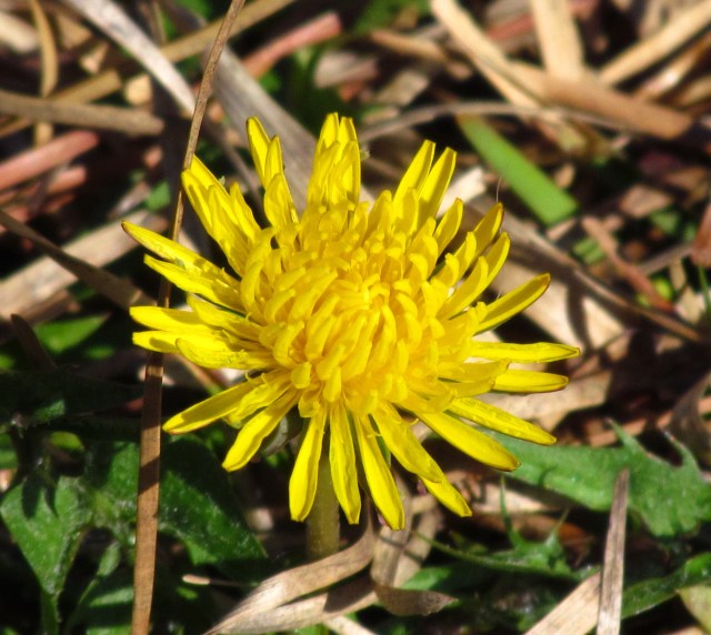 A smiling dandelion