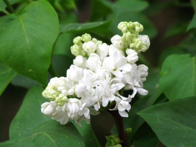 Delicious smelling and beautiful white lilac