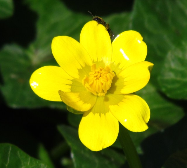 BRIGHT yellow flower with insect inspecting