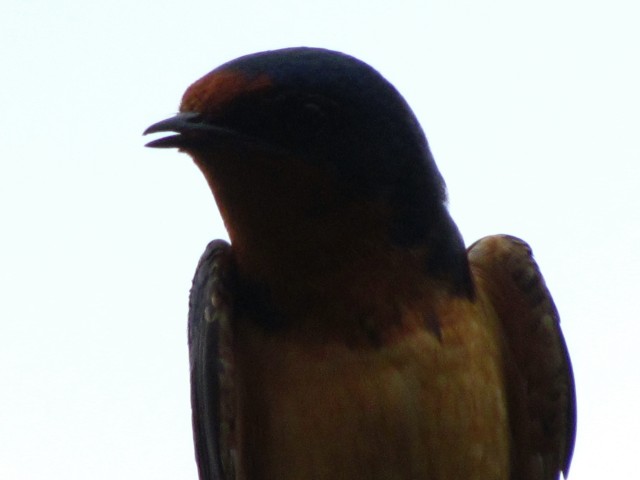 Barn swallow 