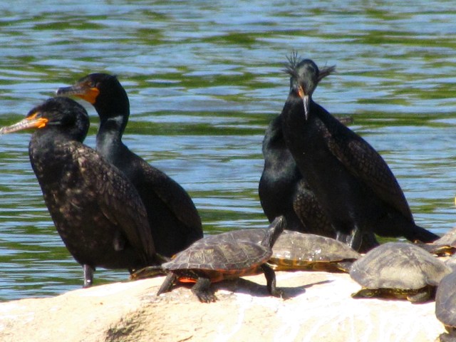 Cormorants and turtles at mid-river