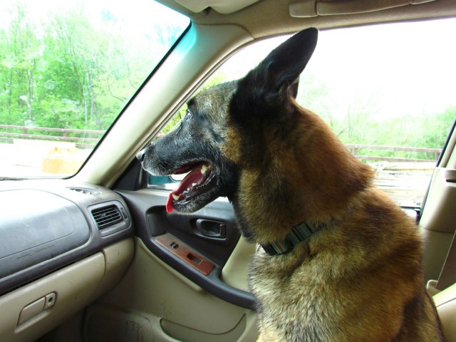 Dog is my copilot #2: Turner