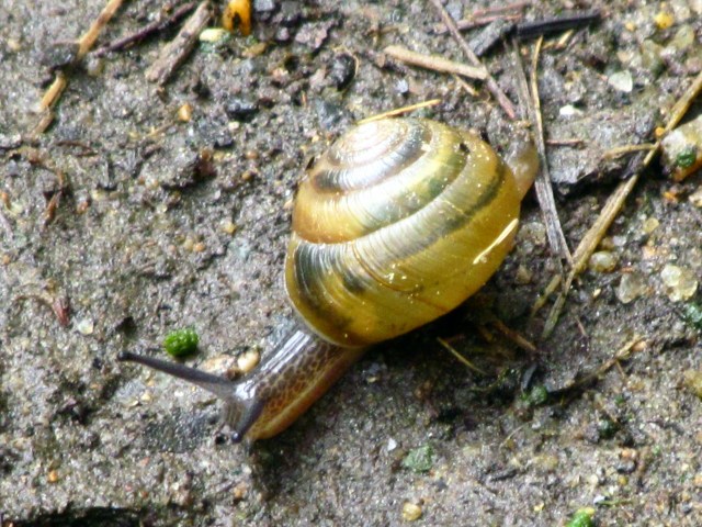 Pony Pasture snail