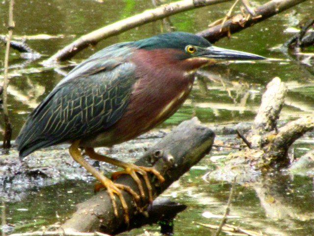Green heron at Pony Pasture