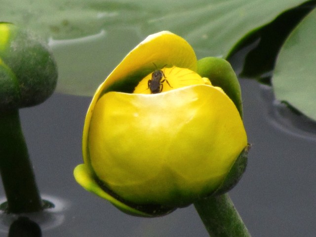 Bug exploring a lily pad flower 