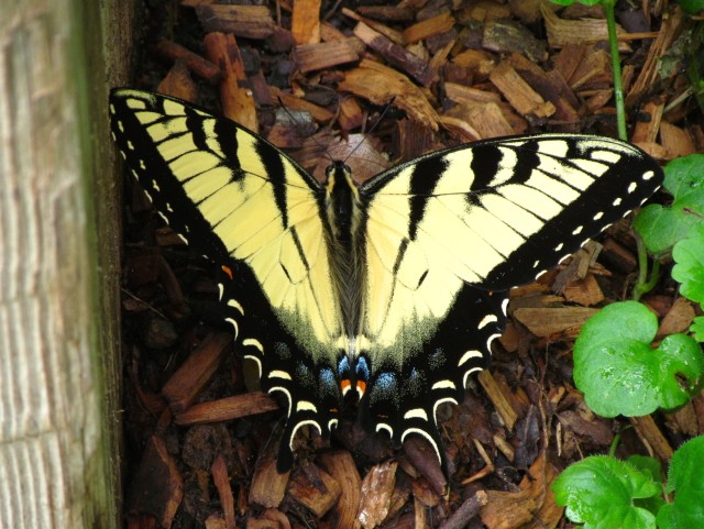 Beautiful female tiger swallowtail (females have blue on their wings) 